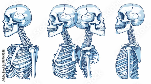 Four stylized, detailed illustrations of the human skeletal system from the side, isolated on white