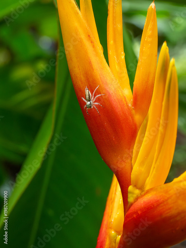 Blüte