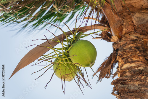 Green Coconut Fruits Growing on a Tropical Palm Tree Against a Clear Sky with Textured Bark and Lush Foliage Seen from Below