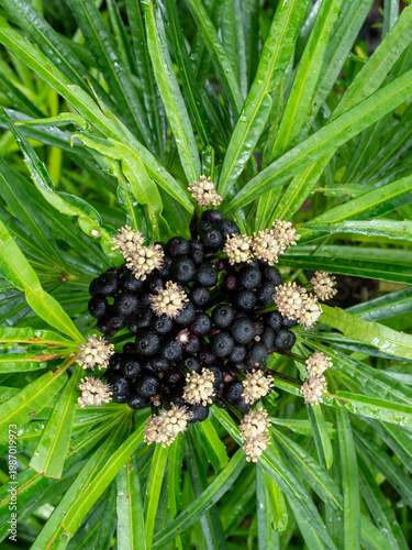 Blüte