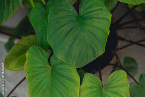 Lush Green Heart-Shaped Leaves of Houseplant in Natural Lighting Showcasing Their Unique Texture and Vibrant Coloration for Indoor Decor