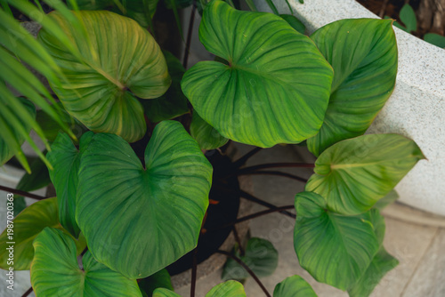Lush Green Heart-Shaped Leaves of Indoor Plant with Vibrant Patterns in Contemporary Home Decor Setting