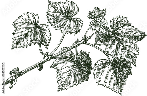 grapevine branch with leaves detailed botanical illustration vintage vine plant with textured foliage drawing