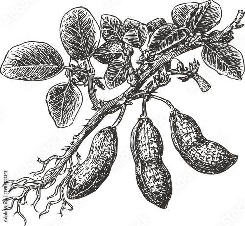 Peanut plant with roots and pods botanical vintage drawing of arachis hypogaea with leaves and fruits