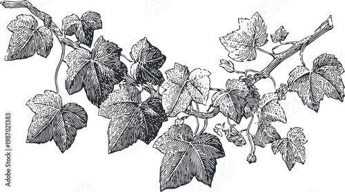 Detailed vintage grapevine branch with leaves and tendrils black ink drawing botanical illustration