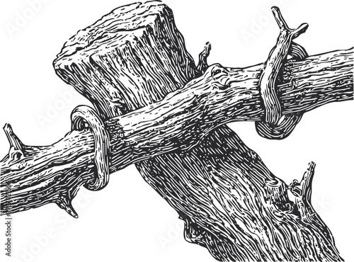 Detailed black and white illustration of intertwined thorny vine and wooden branch