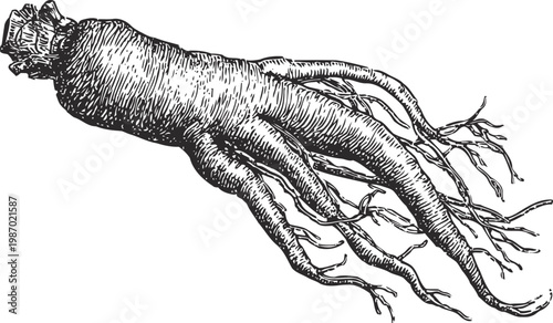 Detailed hand drawn ginseng root illustration with branching roots, herbal plant, natural medicine concept