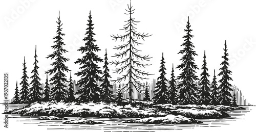 Silhouette of dense pine trees forest on riverbank with detailed foliage and water reflection