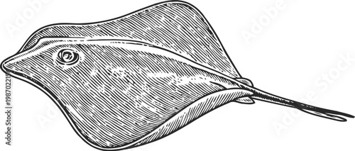 Detailed ink drawing of a stingray with textured lines and flowing tail in black and white