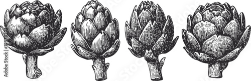 hand drawn artichokes set detailed vintage botanical illustration of healthy vegetable plants