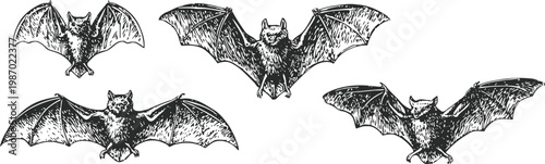 Four detailed hand drawn bats in flight with outstretched wings in vintage sketch illustration