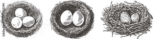 Three hand drawn bird nests with eggs vintage sketch of natural bird nests and eggs close up