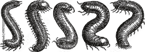 Five detailed black and white centipede illustrations with segmented bodies and numerous legs