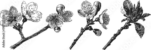 vintage cherry blossom branches hand drawn floral sketch with blooming flowers and buds