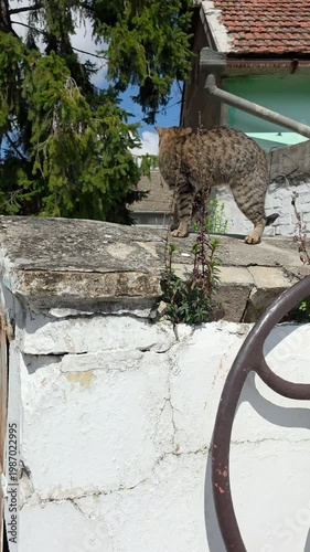 Tabby Cat Walking on Old Concrete Wall - Rural Ambience