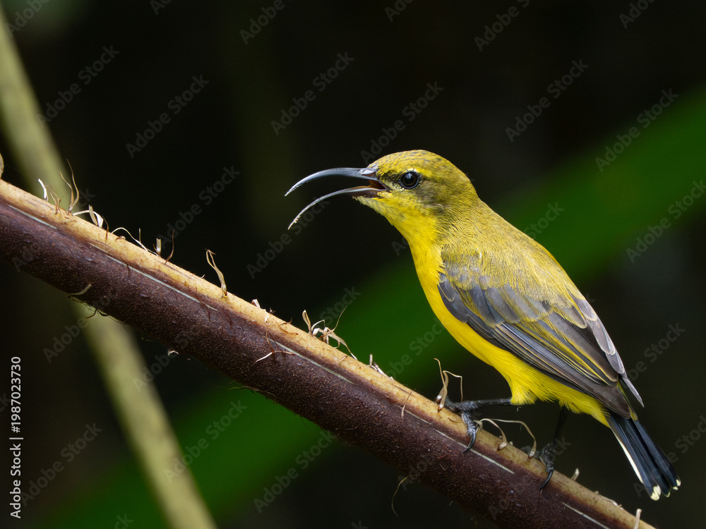 Fototapeta premium Olivrücken-Nektarvogel