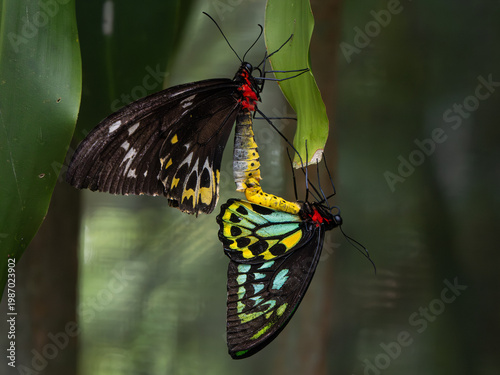 Foto Schmetterling