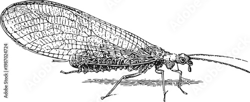 Detailed vintage illustration of an antlion insect with large veined wings and long antennae