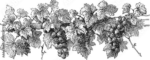 Black grapes hanging on the vine with large leaves vintage botanical illustration of grape cluster