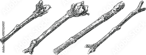 hand drawn tree branches with buds set natural twig sketches in vintage botanical collection illustration