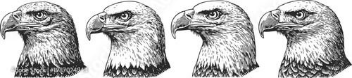 Detailed eagle head illustrations in various angles fierce bird of prey with sharp beak and intense gaze