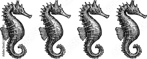 Vintage seahorse illustration set hand drawn marine animals in black and white nautical ocean life engraving art