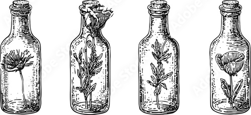 Vintage glass bottles with delicate wildflowers inside hand drawn botanical illustrations in black and white