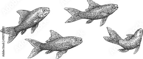 Detailed hand drawn illustration of four swimming fish in various poses, aquatic wildlife collection