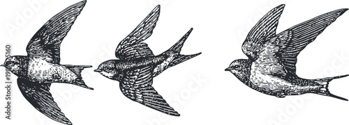 three vintage styled swallows flying in different directions with detailed feather textures