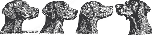 detailed hand drawn dog head profiles in vintage black and white four different side views of a hunting dog breed sketch