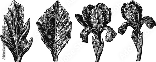 hand drawn ornamental leaves and flowers set vintage botanical foliage elements in black and white ink sketch