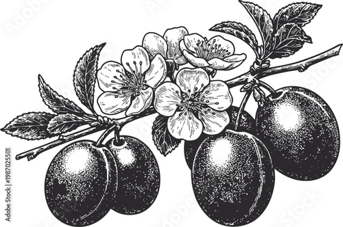 plum branch with blossoms and ripe fruits botanical illustration of flowering plum tree with leaves and berries