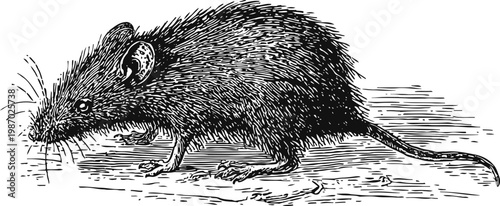 Detailed vintage illustration of a wild rat with textured fur and long tail in side profile