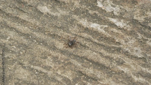 Macro close-up of ants transporting a large wasp prey on a leaf