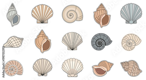 Collection of assorted seashell illustrations on a white background, showcasing diverse shapes and patterns for artistic and decorative use