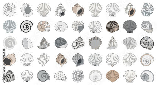 Collection of assorted seashells and conches, showcasing diverse shapes and textures for various design applications