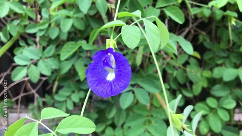 Butterfly Pea (Clitoria ternatea), well-known for its vibrant blue flowers or bunga telang. These flowers are often used as a natural food coloring or steeped to make blue tea. Selective focus 