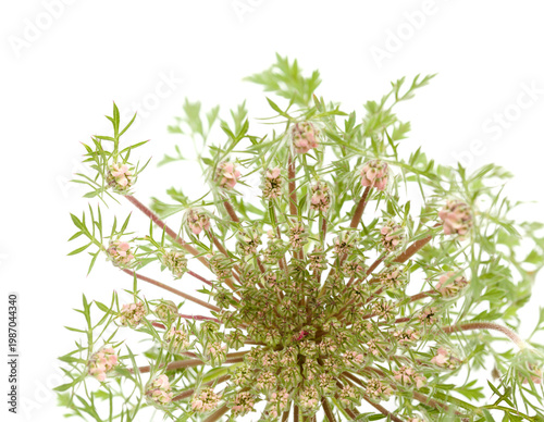 Flora of Gran Canaria -  Daucus carota, wild carrot starting to flower