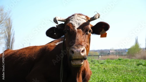 Brown cow with distinctive horns and ear tag, gazes curiously at the camera, surrounded by lush green grass under a clear blue sky, showcasing serene farm life and animal behavior