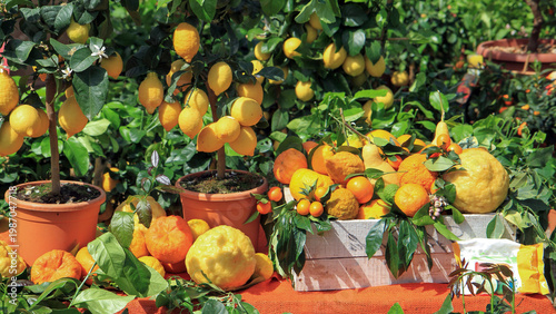 Valokuva Fresh citrus display with potted lemon tree, orange, mandarin and citron in sunny garden market setting