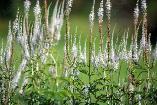 Blooming Veronica (veronicastrum VirginicumJ