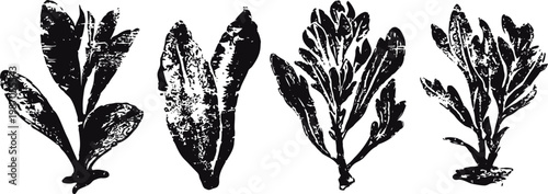 different varieties of fresh seaweed in black and white silhouette isolated on white