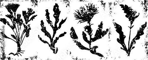 Vintage botanical illustration of four different seaweed and algae plants on textured background