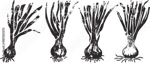 Hand drawn bunches of green onions with roots, fresh garden vegetables sketch, vintage botanical illustration
