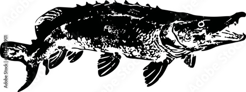 Large predatory fish illustration detailed pike drawing with open mouth, sharp teeth freshwater species, ecosystem predator concept