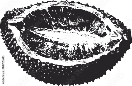 Open bitter melon with detailed texture and rough outer skin, botanical illustration