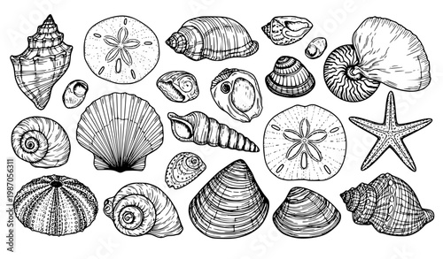 Seashell Collection Line Art Black and White Ocean Shells Vector Illustration Set