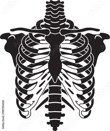 Symmetrical Human Rib Cage Silhouette, Minimalist Anatomical Vector