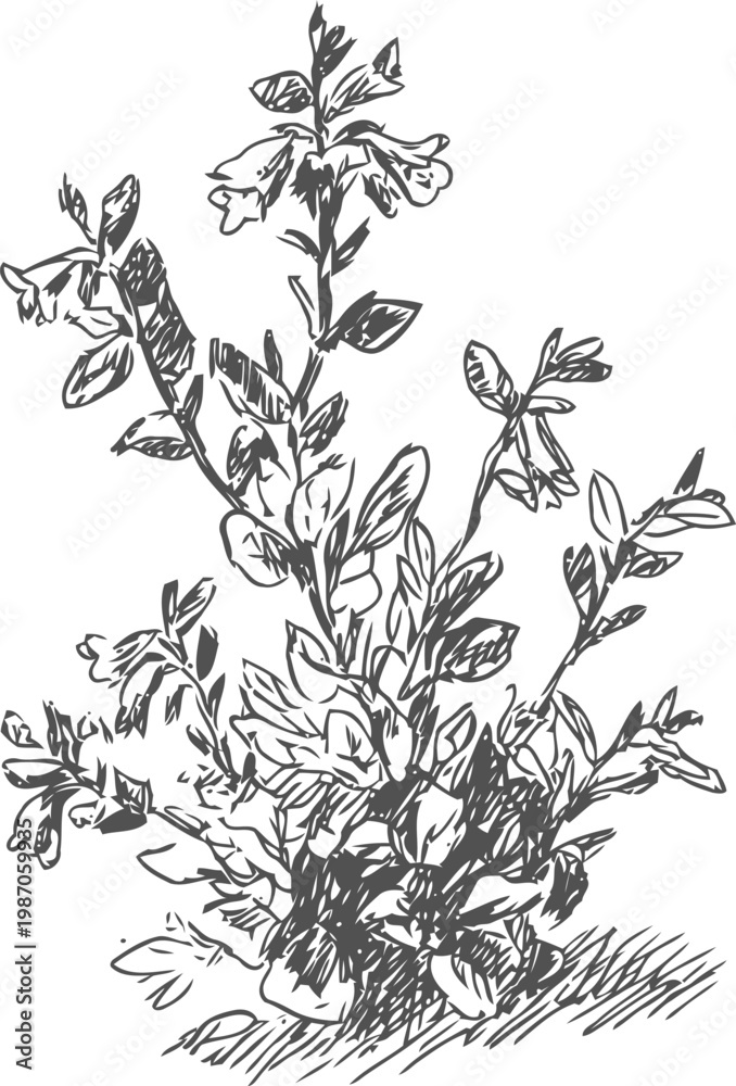Fototapeta premium Wildflower botanical sketch detailed hand drawn illustration of flowering plant branches with leaves and buds