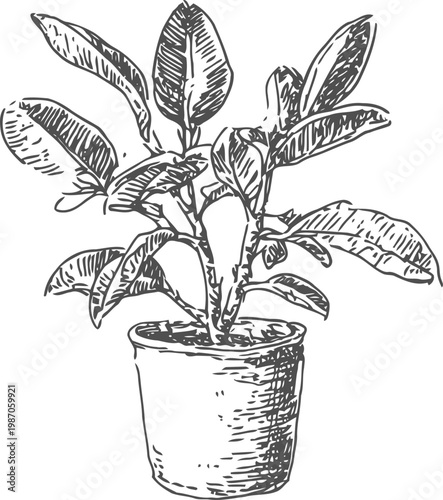 hand drawn potted houseplant with broad leaves indoor gardening botanical illustration in vintage sketch